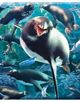 3D Gentoo Penguins Coaster